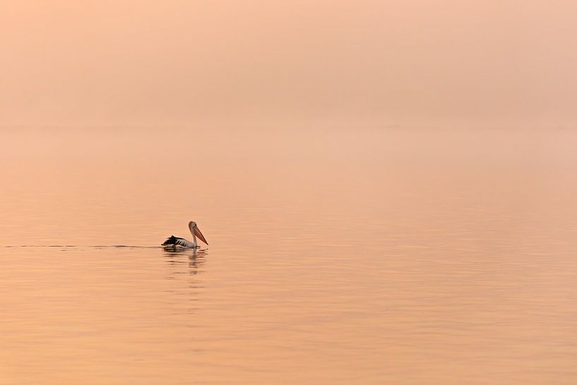 Pelican during sunrise by Thomas van der Willik