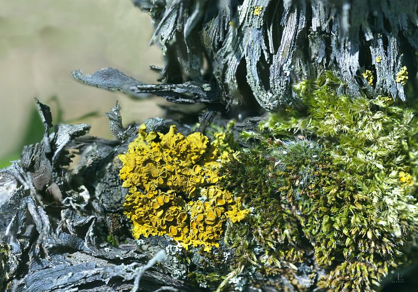 Rebenmoos von Dieter Ettingshaus