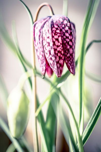 Fritillaria meleagris von Cathy Php