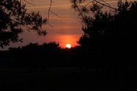 Zonsondergang in donker bos