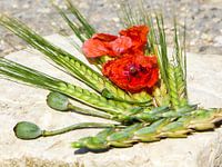 Zomerkleuren - rode papaver en groene oren