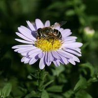 Bee on a purple flower