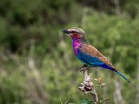 Lilac-breasted Roller