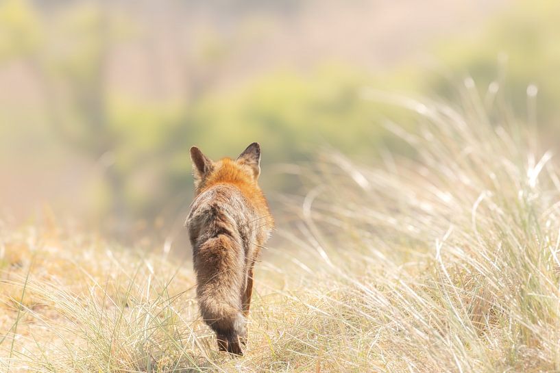 Renard en mission dans les dunes par Ria van den Broeke