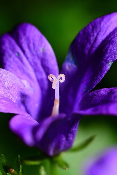 Macrophoto d'une fleur violette par Gerard de Zwaan