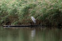 Reiger
