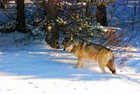 BOW VALLEY PARKWAY ALBERTA CANADA