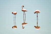 Een spiegeling van flamingo's