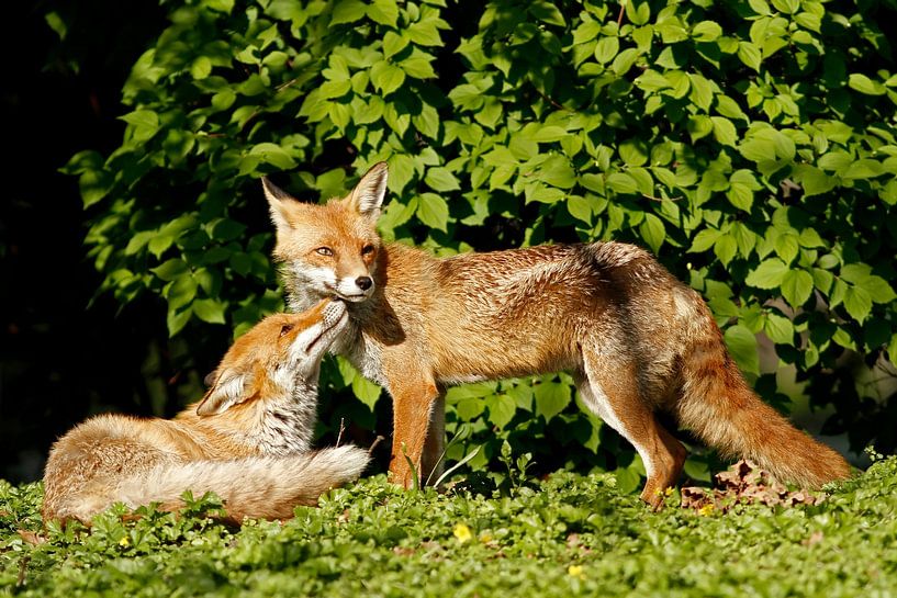 Red Fox by Heiko Lehmann