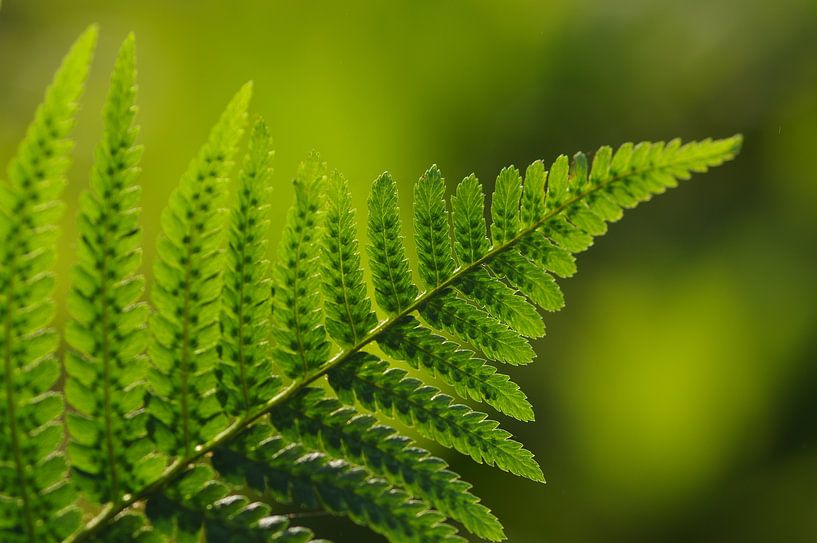 Farn by Gabi Siebenhühner