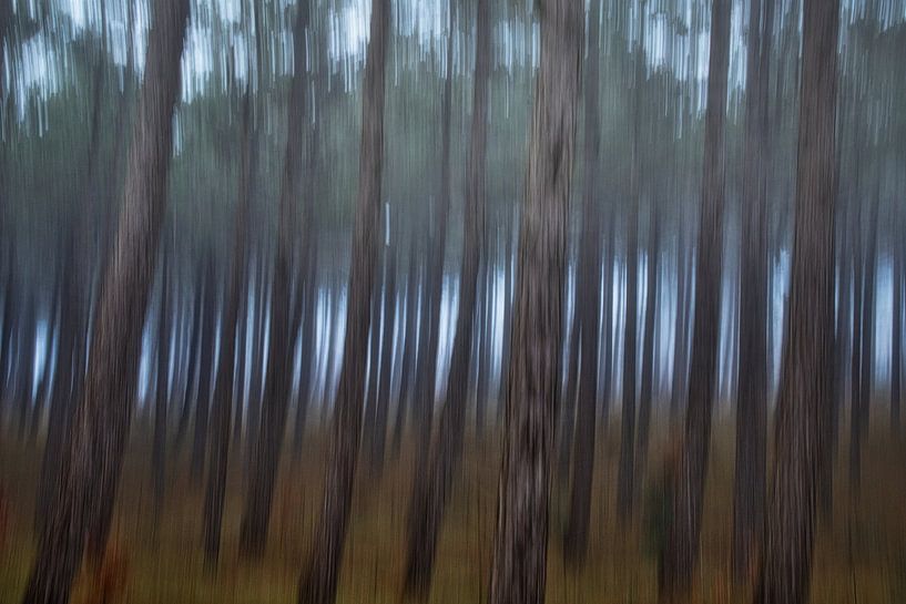 Kiefernwald von peterheinspictures