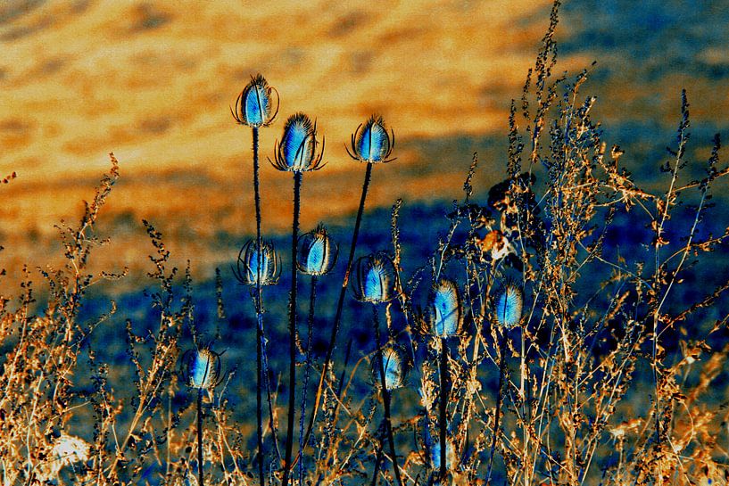Thistles in autumn by Andrea Meister