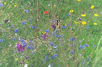 Thistle finches among the flowers