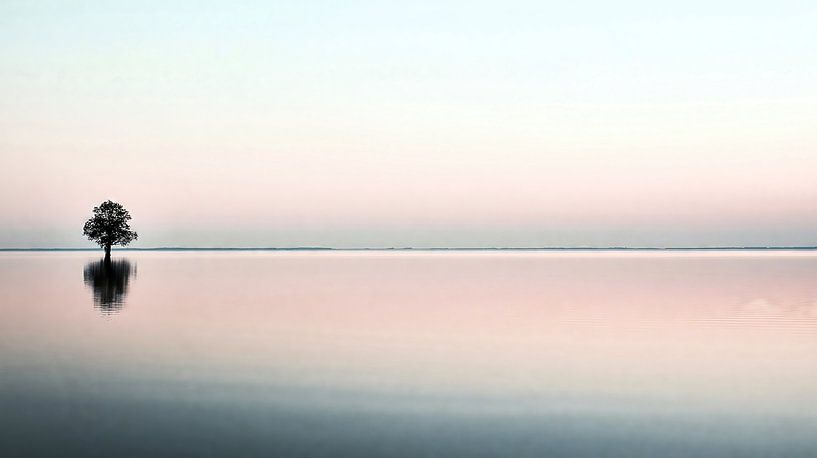 Lone tree reflected in the lake by Frank Heinz