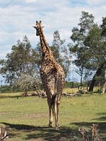 Girafe en safari à dos d'homme