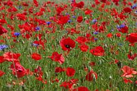 Coquelicots rouges et bleuets bleus