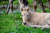 Koninkpaard foal in the Oostvaardersplassen
