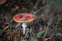 Die Farben des Herbstes in unterschiedlicher Pracht