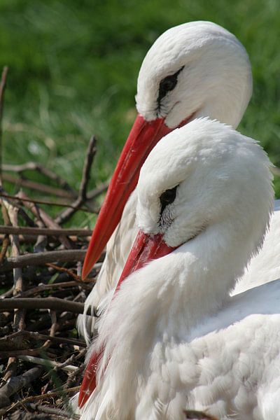 Twee ooievaars par Renate Peppenster