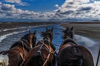 Terschelling, tranquillité, plage, mer et chevaux !
