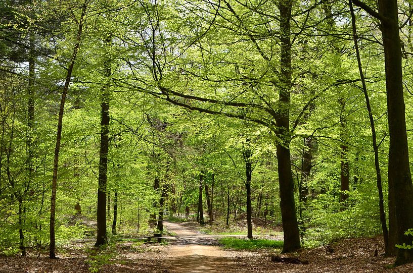Sun-drenched spring forest by Corinne Welp