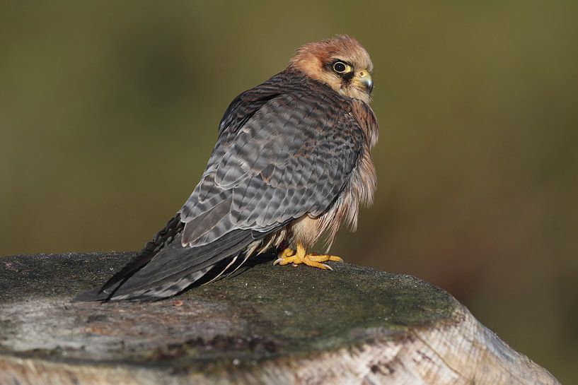 Roodpootvalk (Falco vespertinus) van Ronald Pol