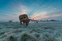 Scottish highlander with ripe