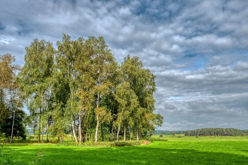 Birch group in summer by Dieter König