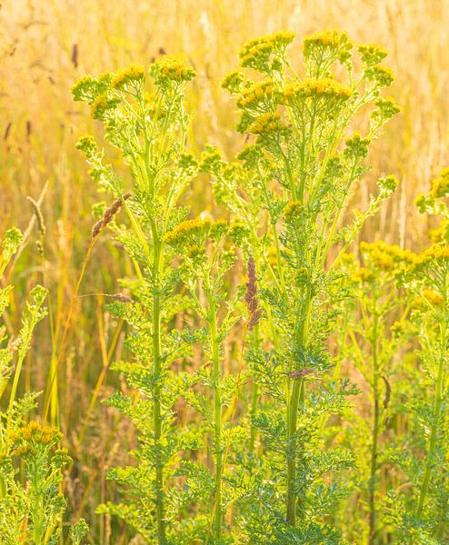Genêt de Jacob (Senecio jacobaea) Pays-Bas par Marcel Kerdijk