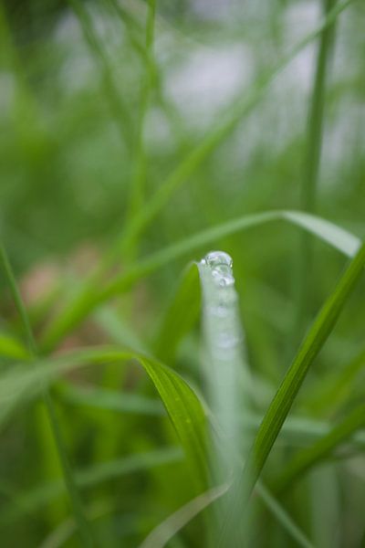 Morning Dew. by Kathy Orbie