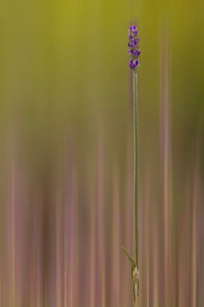 Lavendel von Marianne Binnenmars