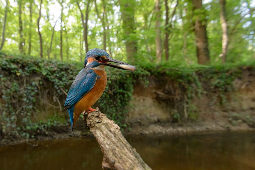 Eisvogel mit Fisch von Luuk Belgers