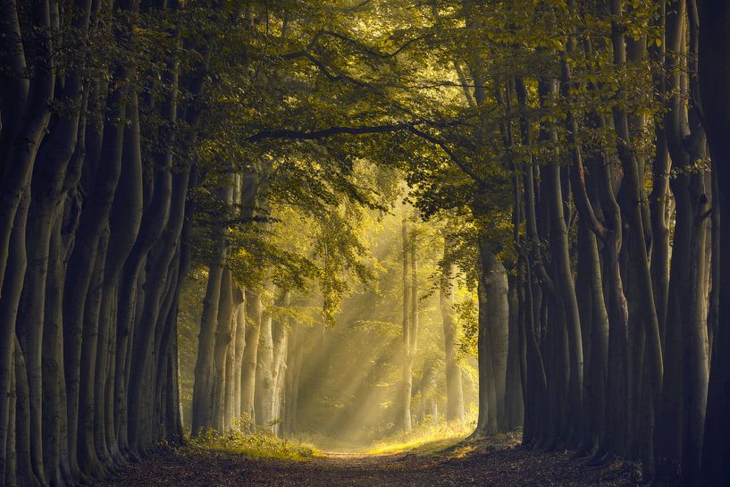 verwunschener Waldweg von Axel Drenth