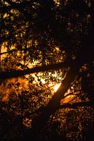 Fairy tale, Sunset between the trees