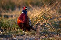 Faisan dans la lumière du soir