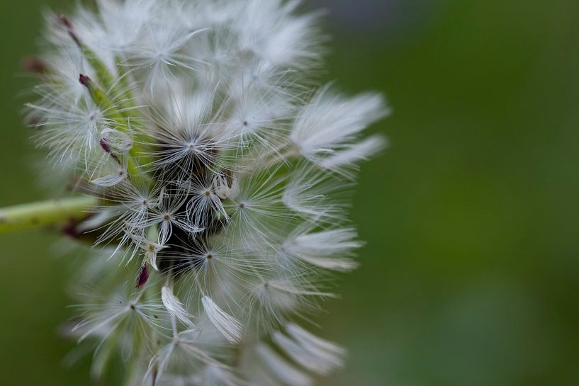 Dandelion color by Nienke Stegeman