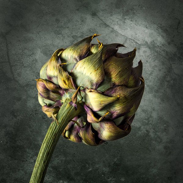 Artischocke von Danny den Breejen