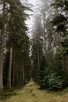 The green passage | Ardennes | Belgium | Wanderlust