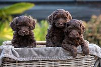 Labradoodles Guus, Kiki und Bieke