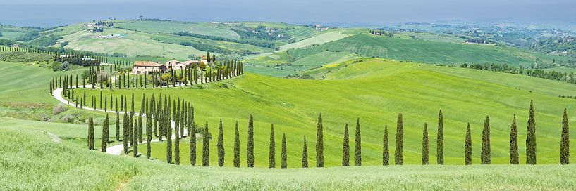 Allée de cyprès, Toscane par Walter G. Allgöwer