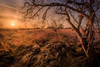Sonnenaufgang über dem Balloërveld in Drenthe an einem schönen Morgen mit warmem Sonnenlicht über de