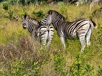 Neugierige Zebras im iSimangaliso Wetland Park