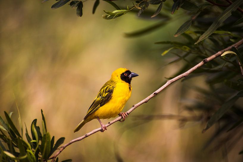 Maskenweber im Kruger Park, Südafrika von Mark Zoet