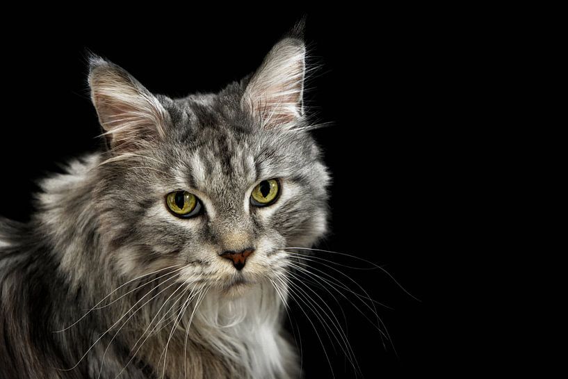 Silver Tabby by Claudia Moeckel