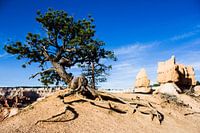 Tree in Bryce Canyon