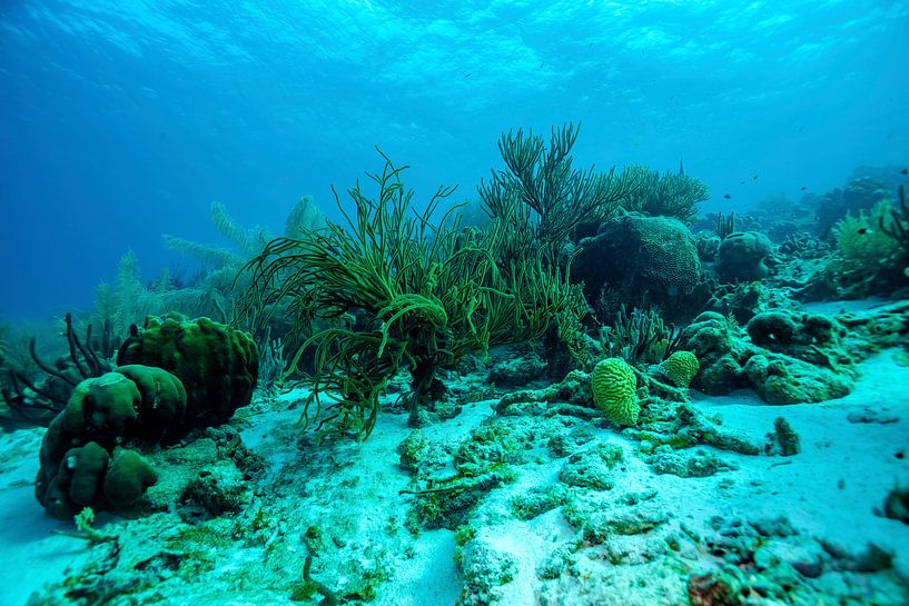 Unterwasser von Harald Schottner