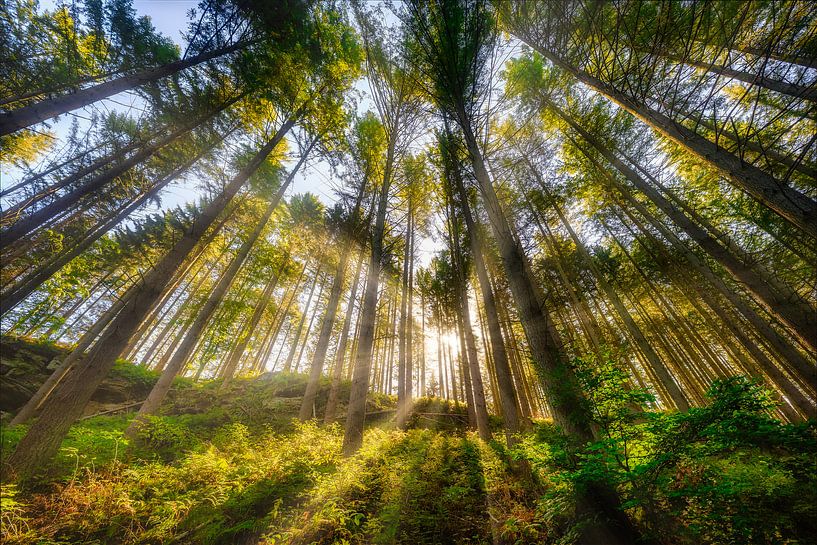 Sunbeams by Arjen Roos