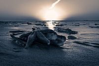 Starfish @ the Beach