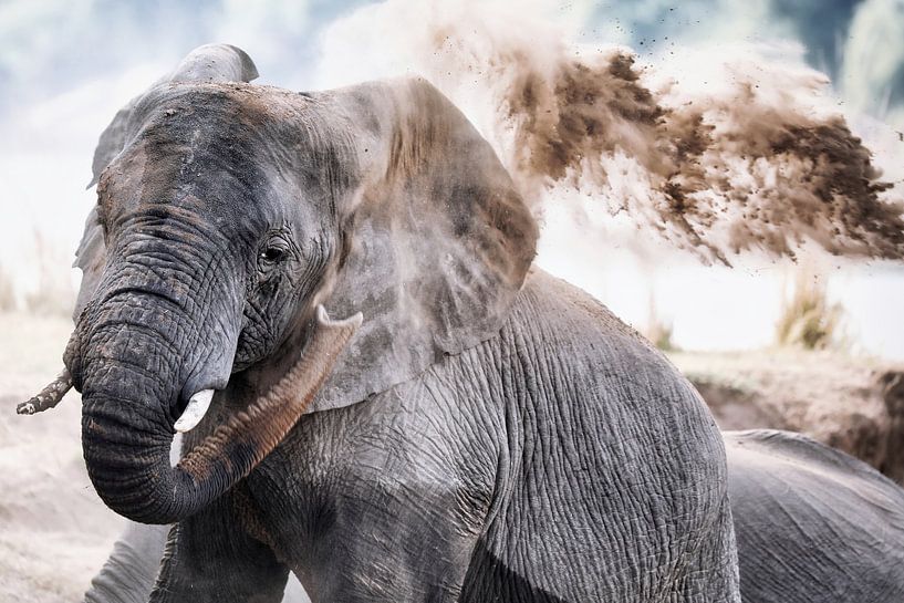 Afrikanischer Elefant wirft Sand, wildlife von WiWo