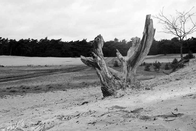 Une souche d&#039;arbre sur un banc de sable en noir et blanc par Gerard de Zwaan
